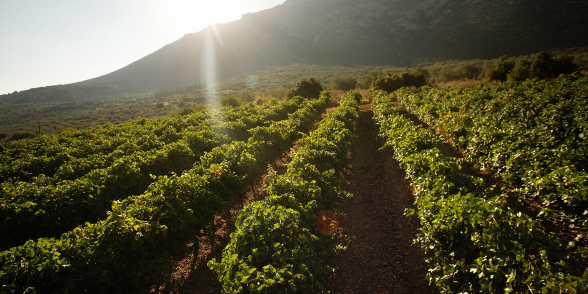 The Wine Roads of Greece: A Connoisseur’s Journey for Discerning Travelers