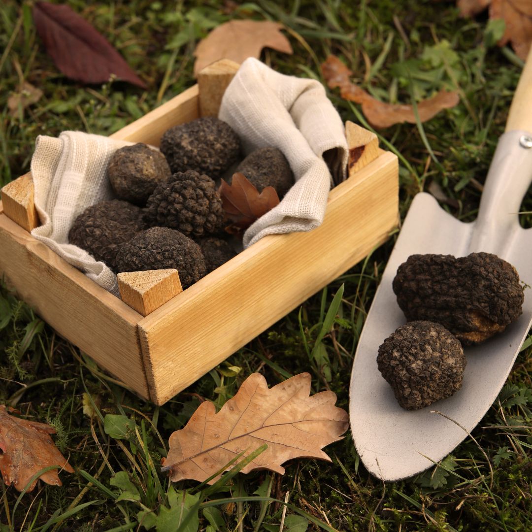Valia Calda truffle hunting