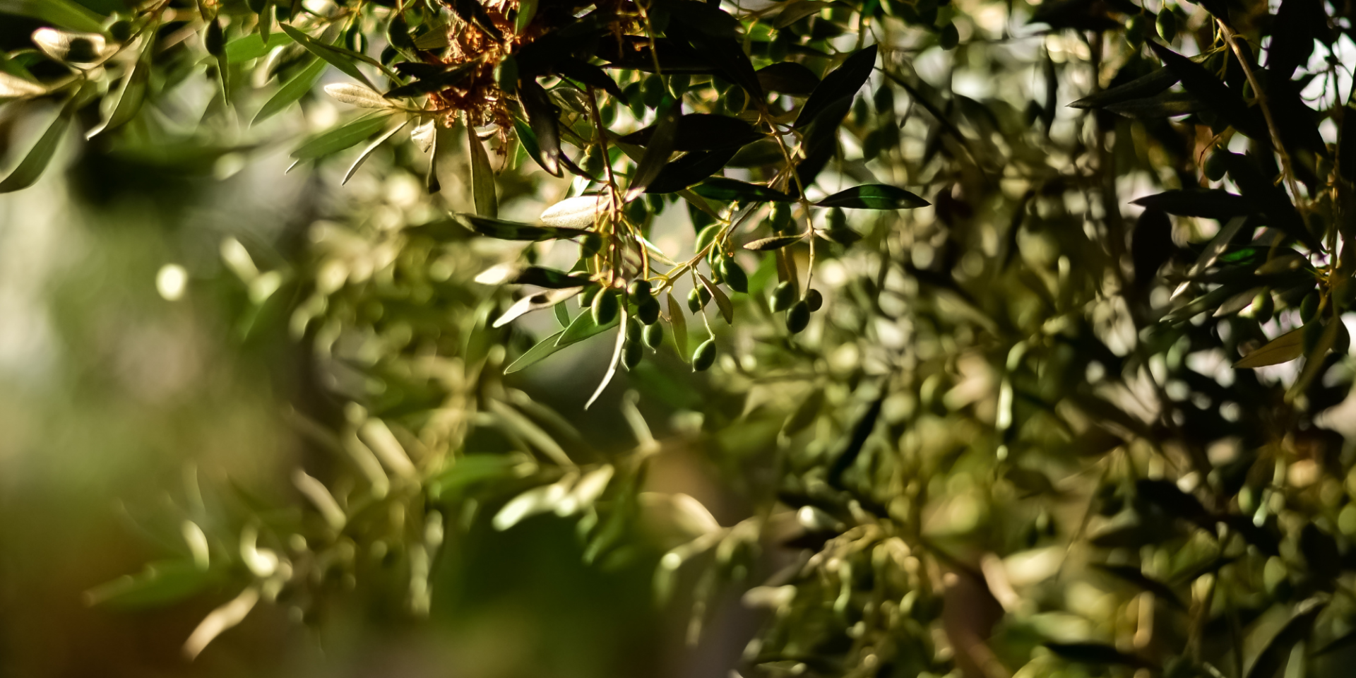 A Love Letter to Greece, Written Through the Senses